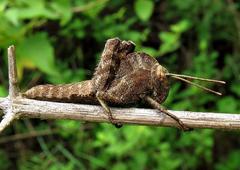 Abisares viridipennis