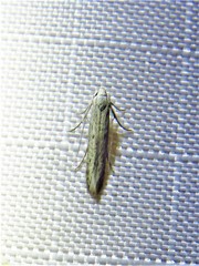 Haplochrois bipunctella