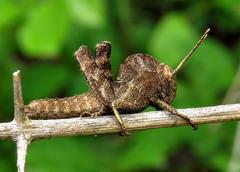 Abisares viridipennis