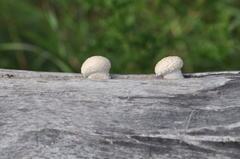 Hemipholiota