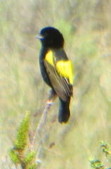 Euplectes capensis capensis