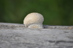 Hemipholiota