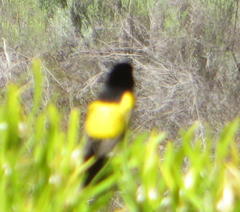 Euplectes capensis capensis