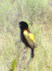 Euplectes capensis capensis