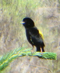 Euplectes capensis capensis