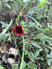 Potentilla thurberi