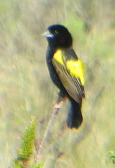 Euplectes capensis capensis