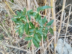 Pistacia × saportae