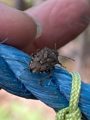 Podisus serieventris