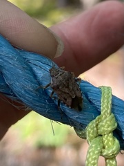 Podisus serieventris