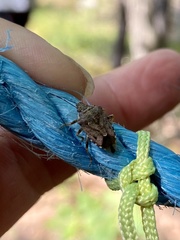 Podisus serieventris