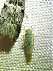 Macrosteles quadrilineatus