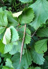 Bactricia bituberculata