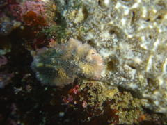 Thysanozoon brocchii