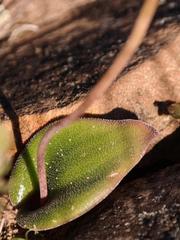 Lachenalia trichophylla