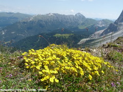 Potentilla crantzii