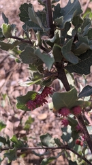 Cynips quercusechinus