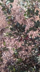 Cynips quercusechinus