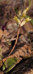 Lachenalia trichophylla