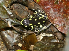Dendrobates