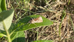 Anagrapha