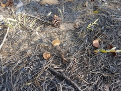 Gueldenstaedtia verna