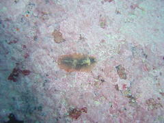 Thysanozoon brocchii