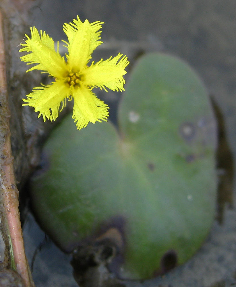 Nymphoides rautanenii