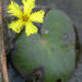 Nymphoides rautanenii - Photo (c) Sally Adam, some rights reserved (CC BY-NC), uploaded by Sally Adam
