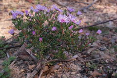 Lampranthus scaber