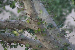 Ficus sycomorus sycomorus