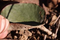 Pelargonium asarifolium