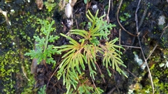 Selaginella moellendorffii