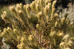 Phylica plumosa horizontalis