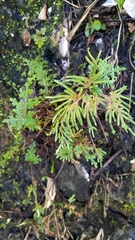Selaginella moellendorffii