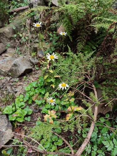 Leucanthemum rotundifolium (Leucanthemum rotundifolium)