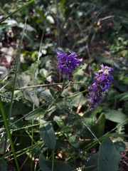 Veronica steppacea
