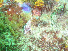 Afrocominella capensis simoniana