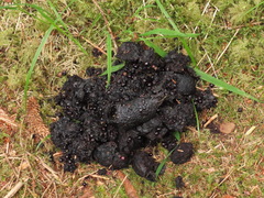 Ursus arctos sitkensis