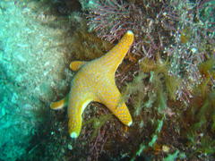 Callopatiria formosa