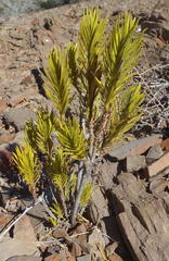 Pteronia fasciculata