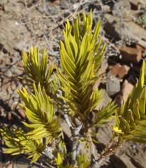 Pteronia fasciculata