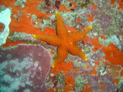 Fromia schultzei