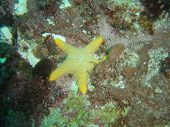 Callopatiria formosa