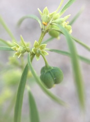 Euphorbia hexagona