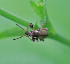 Phyllobius contemptus