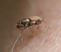 Phyllobius contemptus