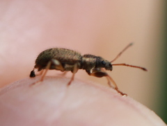 Phyllobius contemptus