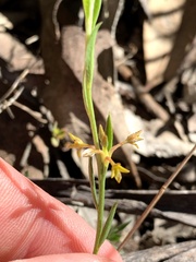 Pimelea curviflora