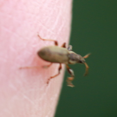 Phyllobius contemptus